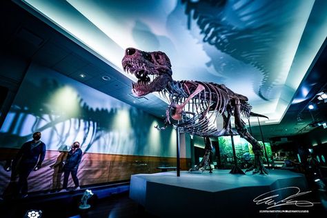 Sue the T. rex at the Field Museum in Chicago, IL, USA. #suethetrex #tyrannosaurusrex #trex #dinosaurs #dinosaur #fossils #fossil #FossilFriday #USA #Chicago #ChicagoIL #fieldmuseum #museum #museums #photography #PhotographyIsArt #photographylovers #Travel #travelphotography #traveling #tourism #education #EducationForAll Dino Museum, Dinosaur Exhibit, Fossil Museum, Usa Chicago, Dinosaur Exhibition, Dinosaur Museum, Ib Art, Chicago Museums, Editorial Design Layout