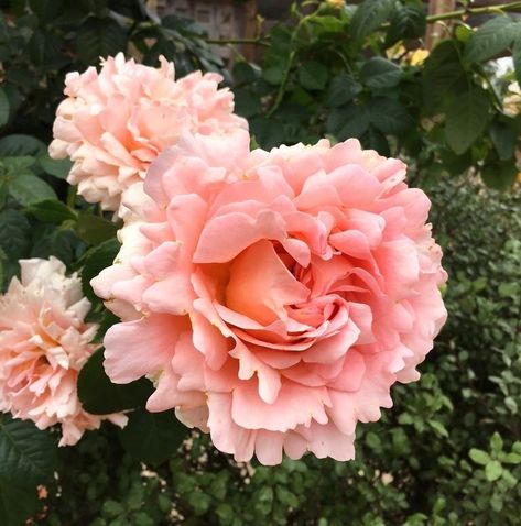 Polka Rose, Fragrant Roses, Plant Information, Blooming Rose, Fragrant Flowers, Gorgeous Gardens, Garden Trees, Farm Gardens, Cut Flowers