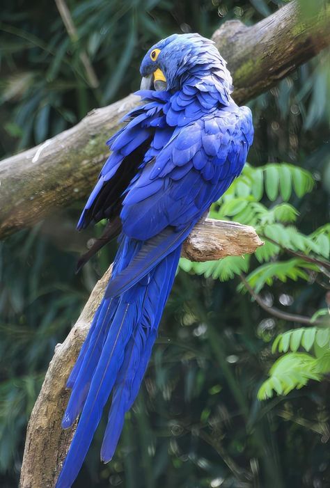 Birds Scenery, Hyacinth Macaw, Macaw Feathers, Bird Breeds, Blue Hyacinth, Animal Reference, Tropical Birds, Bird Nest, Love Birds