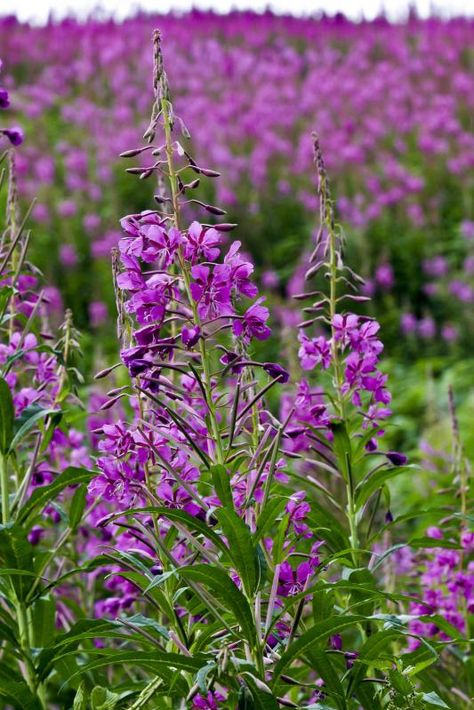 Rosebay Willow Herb Willow Herb, Malvern Hills, Wild Flowers, Herbs, Skin Care, Skin, Plants, Flowers, Color