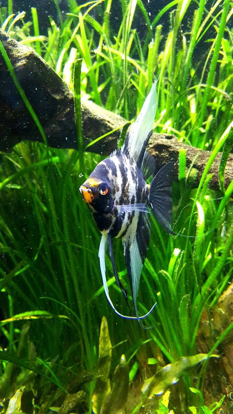 Hexagon Fish Tank, Angel Fish Tank, Angle Fish, Beautiful Tropical Fish, Oscar Fish, Tropical Fish Aquarium, Tropical Freshwater Fish, Salt Water Fish, Fish Aquarium