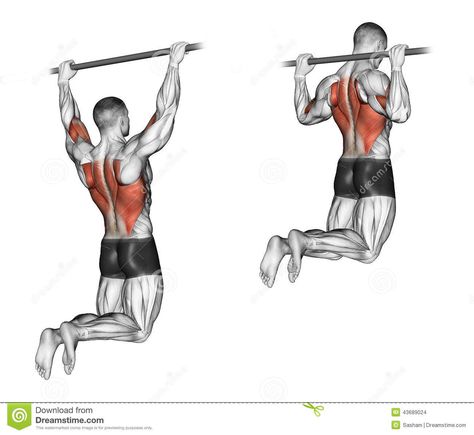 Illustration about Pull-ups on the bar, touching the back of the head. Target muscles are marked in red. Initial and final steps. Illustration of back, sport, workout - 43689024 Pull Up Exercises, Exercises For Back, Traps Workout, Abs Diet, Gym Antrenmanları, Bar Workout, Workout Chart, Chest Workouts, Gym Workout Tips