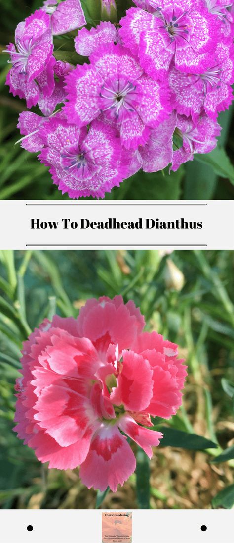 Learn how to deadhead dianthus to get it to re-bloom or keep it tidy! Today I am going to share with you my how to deadhead dianthus flowers video. #howtodeadheaddianthus #howtodeadheaddianthusflowersvideo #flowers #perennialplants #plantmaintenance Dianthus Flowers In Pots, Magical Courtyard, Dianthus Care, Dianthus Perennial, Sweet William Flowers, Deadheading Flowers, Dianthus Flowers, Dianthus Barbatus, Modern Homestead