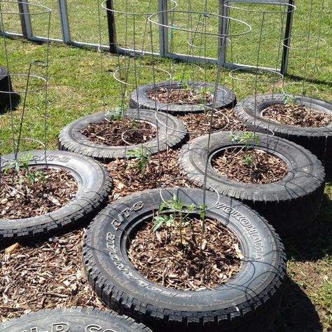 Tomatoes in my raised bed tire garden... Another view. April 2012 Tyre Veggie Garden, Tire Vegetable Garden Planters, Tire Garden Beds, Tire Raised Garden Bed, City Homesteading, Tyre Garden, Tire Garden, Vegetables Garden, Old Tires