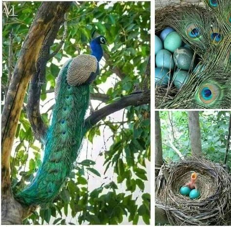 Peacocks do roost in trees but don't build nests and lay eggs in trees! Its possible a theses are Robin eggs and the Robin used old Peacock feathers to build the nest. Bird Building Nest, Peacock Eggs, Robin Eggs, Peacock And Peahen, Its Possible, Bird Gif, Peacock Bird, Robins Egg, The Nest