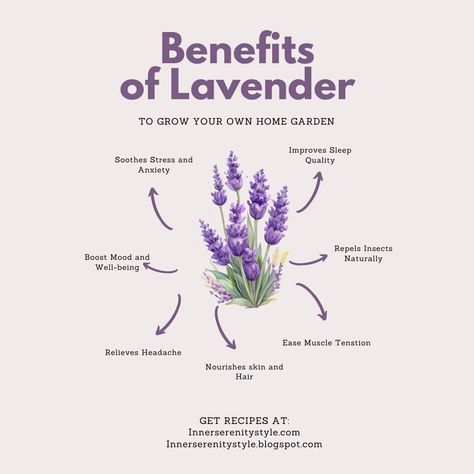 Discover the endless benefits of lavender with our latest article! From soothing stress and promoting better sleep to nourishing skin and hair, lavender is nature's multitasking marvel. Dive into the world of lavender and unlock its secrets for a happier, healthier you! 🌿💜 #LavenderBenefits #NaturalRemedies #SelfCare" Read more - https://innerserenitystyle.blogspot.com/2024/04/benefitsoflavender.html Lavender Health Benefits, Benefits Of Lavender, Lavender Skin, Herbal Garden, Lavender For Sleep, Honey Beauty, Lavender Benefits, Medical Herbs, Naturopathic Medicine