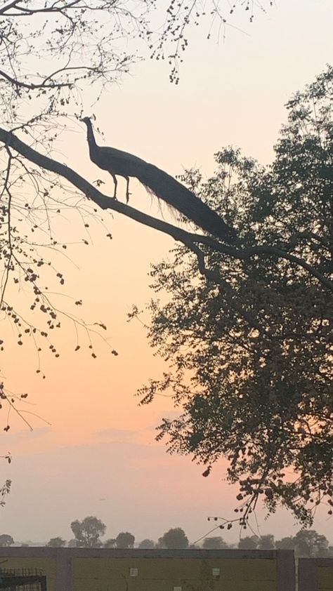 #sunsetphotography #peacock Uttar Pradesh Aesthetic, Peacock Aesthetic, Paws And Claws, Indian Aesthetic, Uttar Pradesh, Sky Aesthetic, Book Aesthetic, Sunset Photography