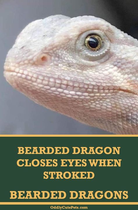 Bearded Dragon Terrarium Ideas, Bearded Dragon Diy, Bearded Dragon Terrarium, Bearded Dragon Habitat, Diy Beard, Stone Dragon, Baby Bearded Dragon, Bearded Dragon Cute, Bearded Dragon Care