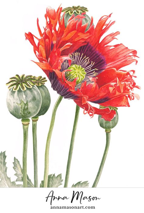 Oriental Poppy - Anna Mason Art Contemporary Botanical Art, Anna Mason, Illustration Botanique, Botanical Painting, Botanical Watercolor, Botanical Drawings, Original Art For Sale, Watercolor Flower, Arte Floral