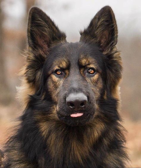 Constipated Dog, Berger Malinois, Handsome Dog, Easiest Dogs To Train, German Shepards, Shepherd Puppies, Pet Puppy, German Shepherd Puppies, German Shepherds