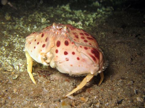 Calappa granulata known as Box Crab or Shame-faced Crab is rose or yellowish with 5 rows of crimson tubercles on the carapace and 4 rows on each forceps. The carapace is squat, rounded and convex and can reach a length of 8-9 cm and a width of 11-12 cm. The Shame-faced Crab is popular seafood, e.g. in Greece, Italy and Spain, although not very common. Shame Faced Crab, Crab Species, Bowhead Whale, Spectacled Bear, Dreamy Ocean, Greece Italy, Musk Ox, Sea Mammal, Random Character