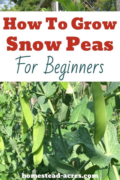 Learn how to grow tons of snow peas in your garden even if you are a total beginner! Everything you need to know to plant, grow, trellis, and harvest snow peas to enjoy eating fresh organic peas all season. #gardening #vegetablegardening #growingpeas #snowpeas #homesteadacres Growing Snow Peas, Pea Trellis, Growing Peas, Pea Plant, Garden Netting, Growing Greens, Vegetable Garden Planning, Backyard Gardens, Homestead Gardens