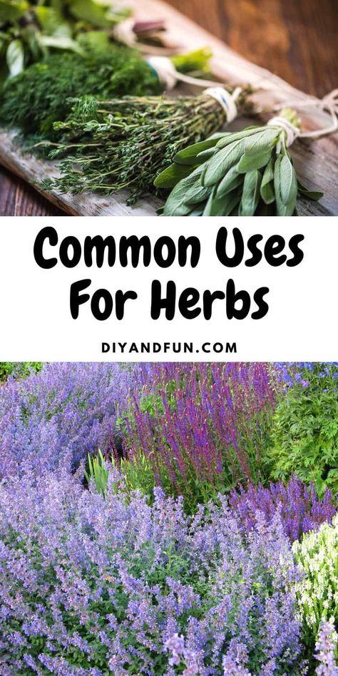 Common uses for herbs, includes 20 of the top herbs and the best uses for them. Also, the difference between herbs and spices. Herbs And Uses, Hydroponic Herb Garden, Small Herb Gardens, Herb Garden In Kitchen, Kitchen Herbs, Energy Foods, Homemade Seasonings, Food Garnishes, Spices And Herbs