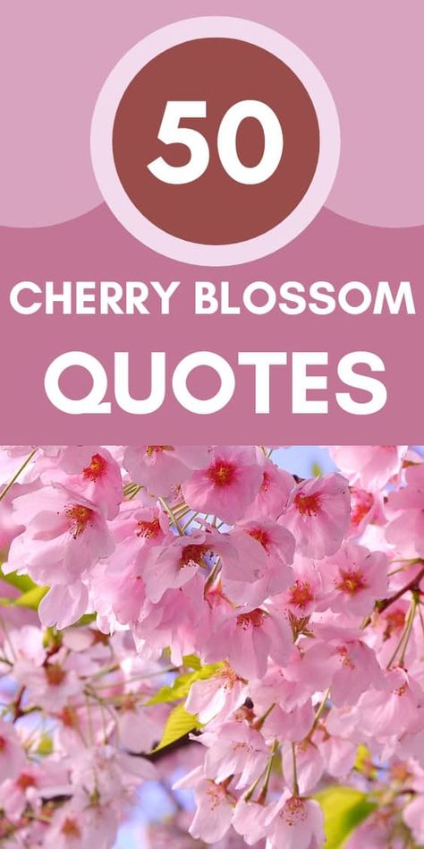 Discover the beauty and symbolism of cherry blossoms with our collection of 50 inspirational quotes. From famous poets to original reflections, explore how these delicate blooms capture life's fleeting moments and inspire us to appreciate the present. Perfect for nature lovers and those seeking mindfulness. Blossom Quotes Inspiration, Cherry Blossom Quotes, Cherry Quotes, Blossom Quotes, Willow And Sage, Sakura Bloom, Famous Poets, Cherry Blossom Festival, Present Perfect