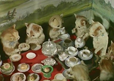 The Potter’s Museum of Curiosities, in Bramber, Sussex, where stuffed animals were dressed in costumes and posed in recognizably human settings - at school, sharing a tea party, drinking in a bar. Established in Victorian England, the museum was the idea of Walter Potter, an amateur taxidermist, whose anthropomorphic dioramas were considered typical of Victorian whimsy, and proved popular with the public during the 1800s. Cat Tea Party, Museum Of Curiosity, Taxidermy Art, Vulture Culture, Taxidermy, Stop Motion, Cat Art, Cats And Kittens, Tea Party