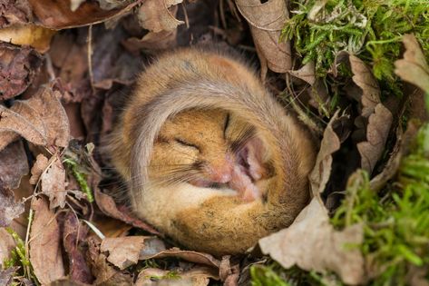 The rare hazel dormouse Country Life Magazine, Danny Green, British Wildlife, Cute Photography, Photography Awards, Cute Animal Pictures, Hamsters, British Isles, Animal Tattoos