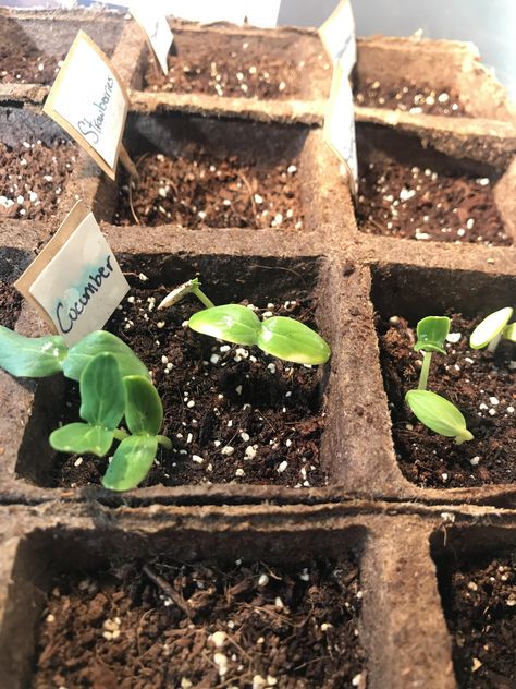 Cucumber plant is beginning to yellow on my seedlings leaves. What could be the cause of this ? And what can I do ? #diy #gardening #garden #home Cucumber Plant, What Can I Do, Permaculture, Lawn Care, Horticulture, Botany, Cucumber, Orchids, Canning