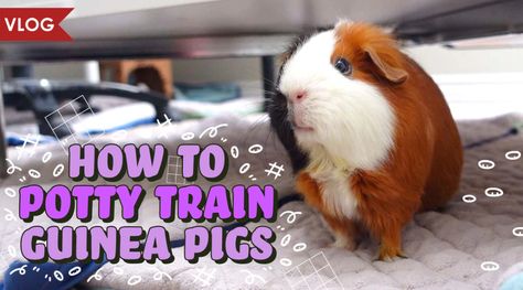 Potty training your guinea pigs is definitely possible with consistency and patience. Guinea pigs are very smart and capable of learning routines quite well. Pig Habitat, Diy Guinea Pig Cage, Guinea Pig Diy, How To Potty Train, C&c Cage, Guinea Pig House, Baby Guinea Pigs, Guinea Pig Bedding, Potty Train