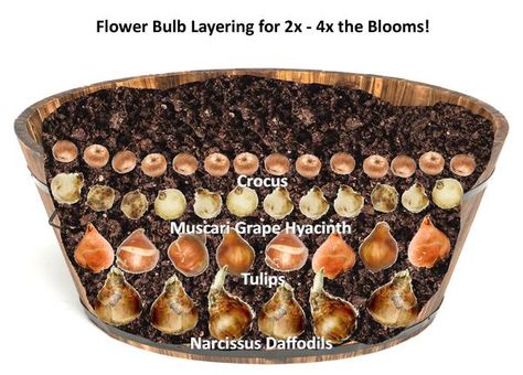 Flower Bulb Lasagna, Bulb Lasagna Container Garden, Spilled Wheelbarrow Planter Ideas, Lasagna Bulb Planting, Bulb Layering, Barrel Illustration, Bulb Garden, Barrel Flowers, Flower Bulb