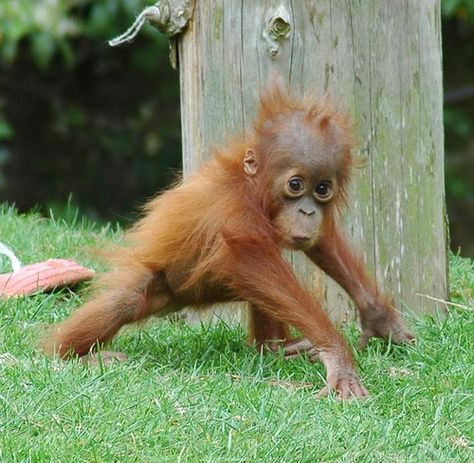 baby orangutan | Baby Orangutan Chester Zoo Baby Monkeys, Baby Orangutan, Chester Zoo, Monkey Pictures, Cute Monkey, Baby Monkey, Cute Animal Pictures, Primates