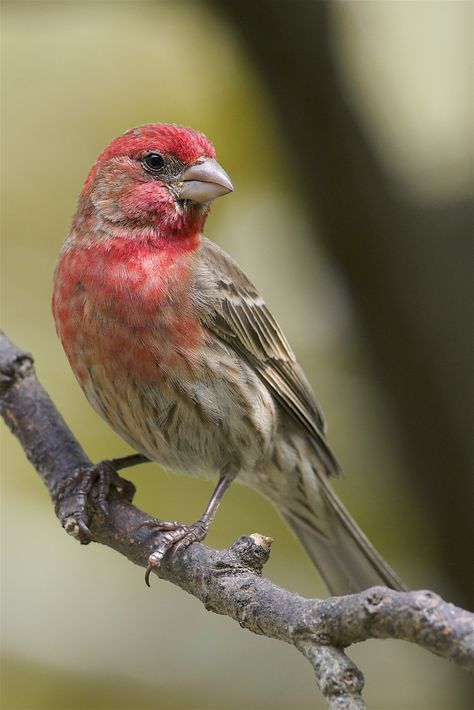 All sizes | House Finch (Haemorhous mexicanus), New Haven, Connecticut | Flickr - Photo Sharing! House Finch, Finches Bird, Bird Aviary, Finches, Red Bird, Sparrows, Airbrush Art, Nature Birds, Backyard Birds