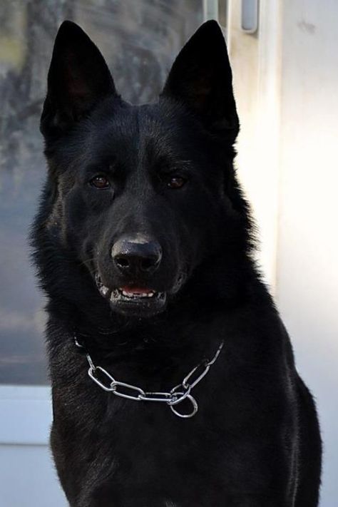 Beautiful black German Shepherd Male Quotes, Shepard Dog, Black German Shepherd Dog, Dog German, Black German Shepherd, Coton De Tulear, Dragon King, Coban, Alpha Male