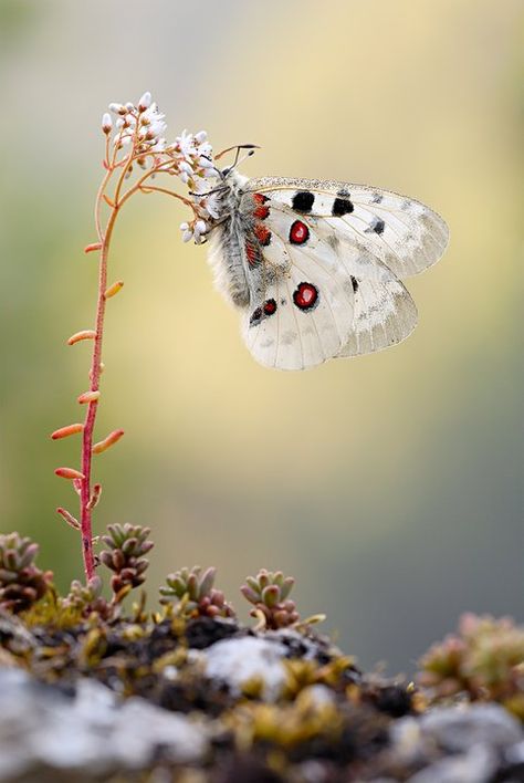 b Moth Caterpillar, 강아지 그림, Butterflies Flying, Butterfly Pictures, Butterfly Kisses, Arthropods, Airbrush Art, Amazing Animals, Butterfly Garden