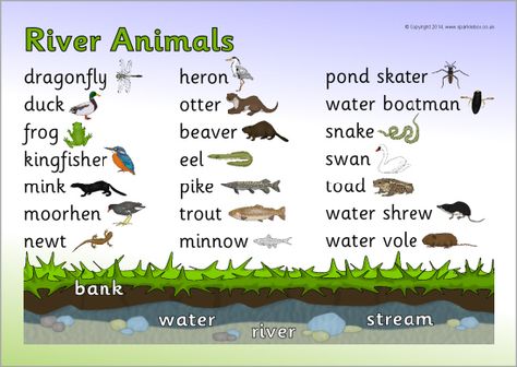 River animals word mat (SB10643) - SparkleBox River Animals, Pond Dipping, Amazon Animals, Lake Animals, Homeschool Nature, Natural Learning, Lake Theme, Baby Otter, Frog Doll