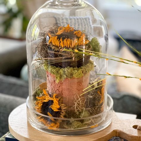 DIY forge Cloche  for fall using Items from your yard. Dried Sunflowers and moss in a terracotta pot. Fall Cloche Ideas, Cloche Ideas, Grapevine Pumpkin, Dried Sunflowers, Cloche Decor, Fall Centerpieces, Hydrangea Bloom, Fall Vignettes, Fall White