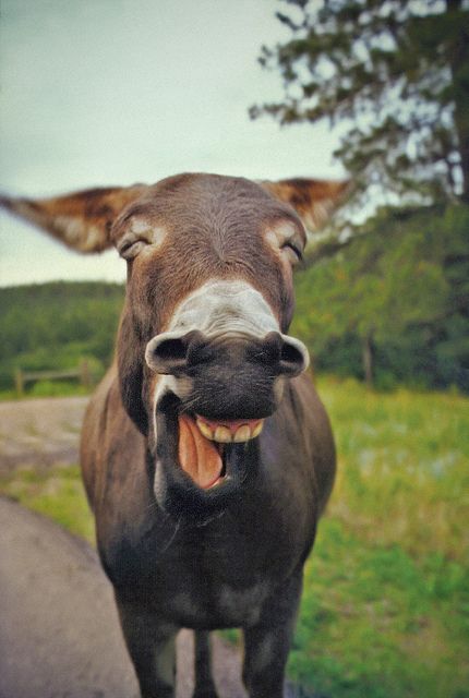 Laugh   Don't forget to also check out our website at treatsunleashed.com #buffalony #pets #petsupplies #newyorkpetsupplies #buffalonypetsupply Smile Hd, Laughing Animals, Smiling Animals, A Donkey, Pet Blog, Appaloosa, Quarter Horse, Happy Animals, Free App