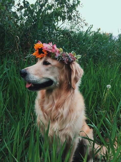 golden retriever with flower crown Dog Photography, Cute Creatures, The Grass, Animal Planet, Animals Friends, Dog Pictures, I Love Dogs, Dog Life, Flower Crown