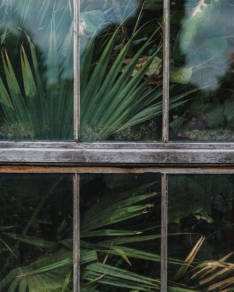 Cambridge Botanical Gardens, Annie Spratt, Greenhouse Pictures, Plants Photography, Plant Photography, Design Visual, Medicinal Plants, Nature Aesthetic, Glass House