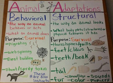 Animal Adaptations Anchor Chart                                                                                                                                                                                 More Grade 4 Habitats, Plant Adaptations Anchor Chart, Animal Adaptations Anchor Chart, Adaptations Anchor Chart, Adaptations Science, Plant Adaptations, Fourth Grade Science, Science Anchor Charts, Second Grade Science