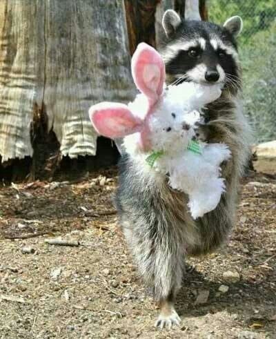 A raccoon holding a stuffed bunny....... Pet Raccoon, Cute Raccoon, Trash Panda, Racoon, Sweet Animals, Animal Photo, Cute Little Animals, 귀여운 동물, Cute Funny Animals