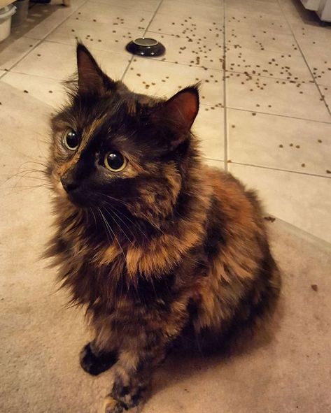 Tortoiseshell Cat, Tortoise Cat, Dream's Cat, Respiratory Infection, Tortoise Shell Cat, Puppies And Kitties, Old Cats, Calico Cat, Cat Health