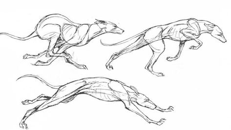 Running Drawing, Running Illustration, Racing Dogs, Fox Running, Dog Anatomy, Dog Animation, Sketch Poses, Stick Figure Drawing, Dog Poses