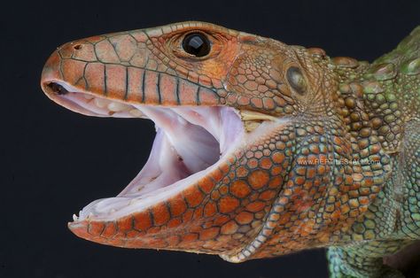 Caiman lizard / Dracaena guianensis | Flickr - Photo Sharing! Lizard Photo, Caiman Lizard, Reptile Expo, Lizard Dragon, Reptile Zoo, Lizard Species, Snake Turtle, Large Lizards, Pet Lizards