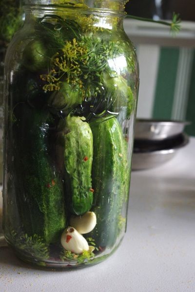 Making Fermented Pickles | Nourishing Days Lacto Fermented Pickles, Making Dill Pickles, Cucumber Pickles, Refrigerator Pickles Dill, Homemade Pickles Dill, How To Make Pickles, Best Pickles, Fermented Veggies, Canning Pickles