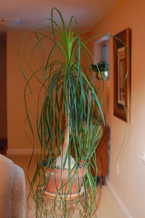 This links to a blogpost with a story, info and care instructions for the wondrous Ponytail palm Ponytail Palm Indoor, Ponytail Plant, Ponytail Palm Care, Potting Ideas, Ponytail Palm, Grow Succulents, Elephant Plant, Plant Jungle, Planting Plants