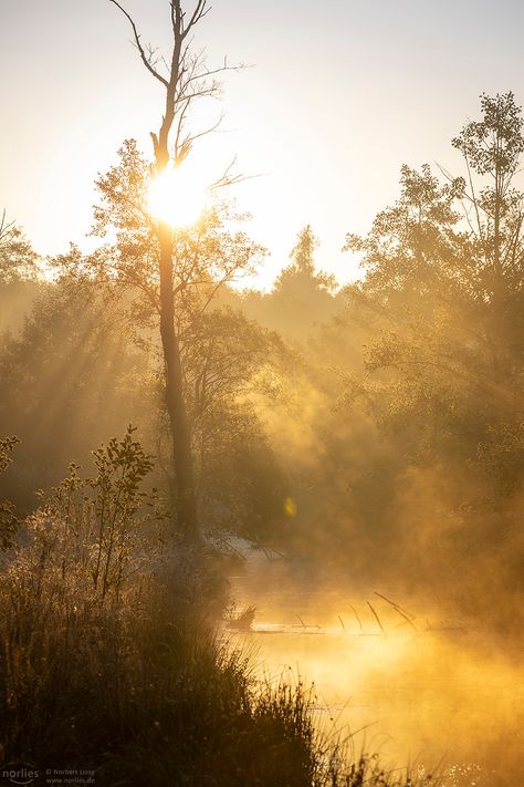 golden light | golden light | Norbert Liesz | Flickr Light Energy Aesthetic, Golden Light Aesthetic, Golden Light, Golden Nature Aesthetic, Soft Light, Golden Boy, Golden Boy Aesthetic, Light Aesthetic, Golden Fantasy Aesthetic