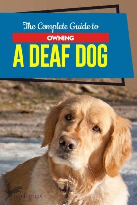 Sign Language For Deaf Dogs, Done Caring, Dog Sign Language, Deaf Dog Training, Pit Bull Puppy, Chicken Manure, Deaf Dog, Agility Training For Dogs, Golden Retriever Funny