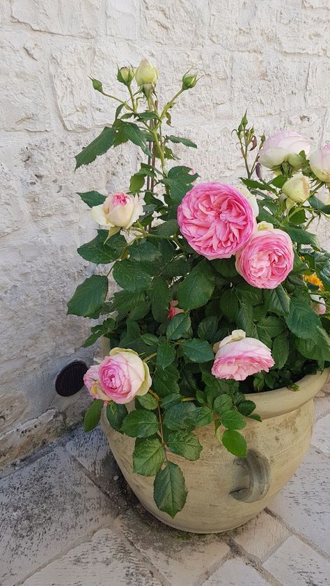 Balcony Herbs, Potted Roses, Rose Garden Design, Summer Flowers Garden, Balcony Flowers, Large Flower Pots, Cottage Garden Design, Front House Landscaping, Mediterranean Garden