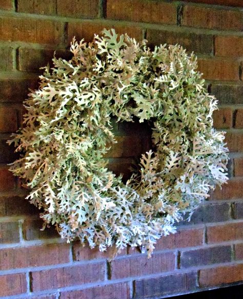 Upstairs Downstairs: dried Dusty Miller Wreath Dried Dusty Miller Wreath, Dried Dusty Miller, How To Dry Dusty Miller, Dusty Miller Wreath, Xmas Decorations Outdoor, Holiday House Tours, Upstairs Downstairs, Straw Wreath, Winter Wreaths