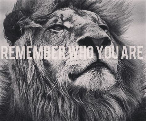 #QAMYASHARAHLA#12TRIBES. Lion Quotes, Top Quotes, Remember Who You Are, Free Tshirt, Lion Of Judah, Daily Inspiration Quotes, Lion King, Inspirational Quotes Motivation, Lion