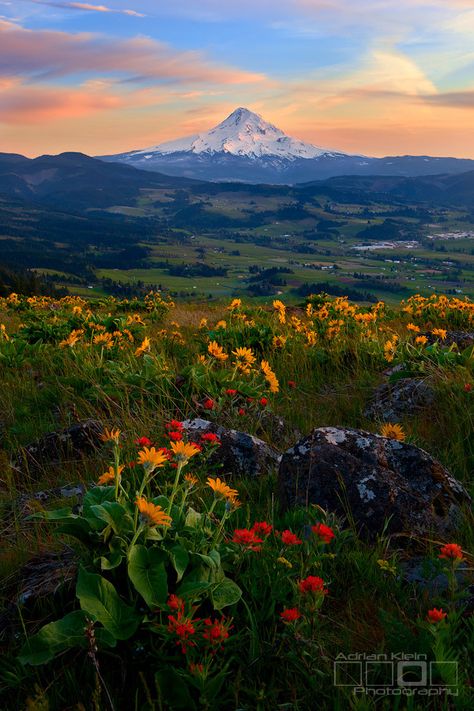 (by Adrian Klein) Belle Nature, Hood River, Mt Hood, Columbia River Gorge, Pretty Landscapes, Spring Bouquet, Columbia River, Nature Aesthetic, Pretty Places