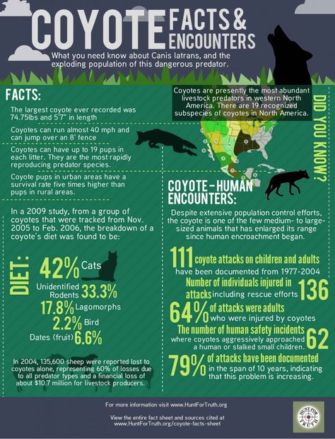 Coyote-Facts-Sheet-(5)web Coyote Symbolism, Zoology Career, Coyote Facts, Coyote Pup, Whitetail Deer Hunting, Animals Information, Coyote Hunting, Hunting Tips, Nocturnal Animals