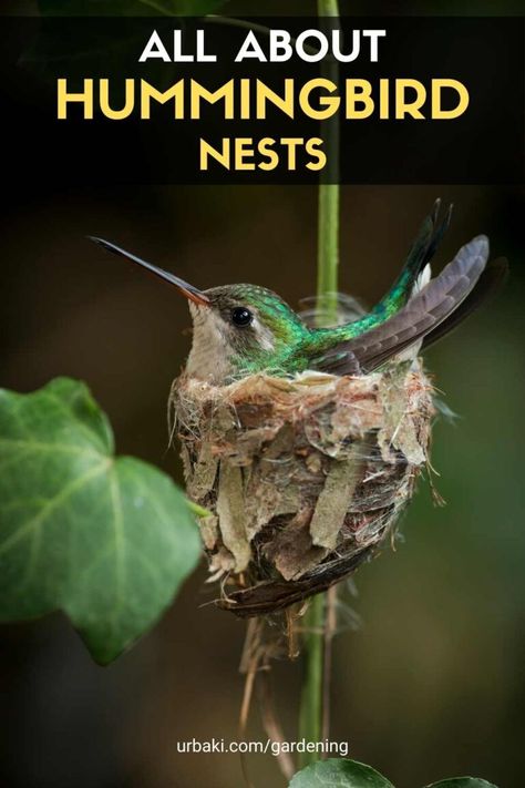 Hummingbird nests are incredible architectural creations that protect and nurture some of the most delicate birds in the world. It may take only five to eight weeks from the time nest construction begins until the mature birds leave the house, but observing hummingbird nests can be a rewarding and delightful experience for bird watchers. Bird Nest Pictures, Hummingbird In Nest, Humming Bird Nests, Hummingbird Information, How To Make A Hummingbird House, Hummingbird Nesting House, Humming Bird Houses Diy, Diy Hummingbird House, Hummingbird Pictures Art