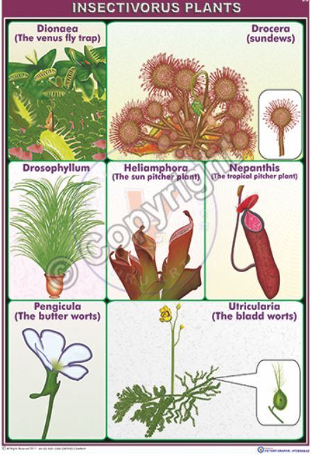 Insectivorous Plants With Names, Bug Eating Plants, Plants With Names, Plant Obsession, Bass Guitar Chords, Insectivorous Plant, Bog Plants, Orchid Greenhouse, Interesting Plants