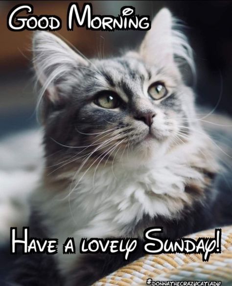 Cat Sunday Quotes, Good Morning Sunday Cats, Sunday Cat Humor, Sunday Cat Quotes, Morning Gifs, Good Morning Cat, Good Morning Sunday Images, Cake Centerpieces, Morning Cat