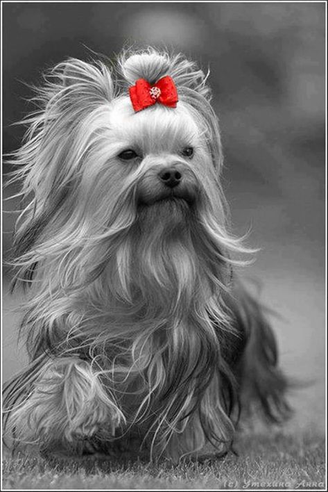 Biewer Yorkie, Yorkie Lovers, Silky Terrier, Yorkie Dogs, Yorkshire Terrier Puppies, Yorkie Puppy, White Dog, Terrier Dogs, Red Bow